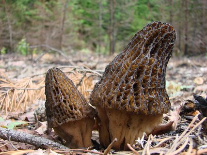 Morchella exuberans PNV 20110622-02