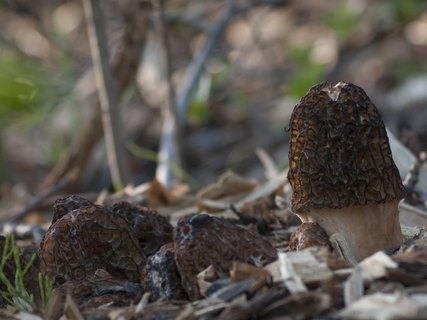 Morchella exuberans PNV 20130520-02