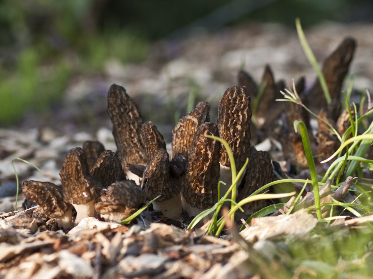 Morchella exuberans PNV 20130520-01