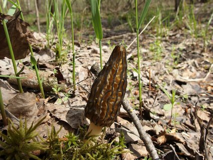 Morchella elata MVK 20180505-01
