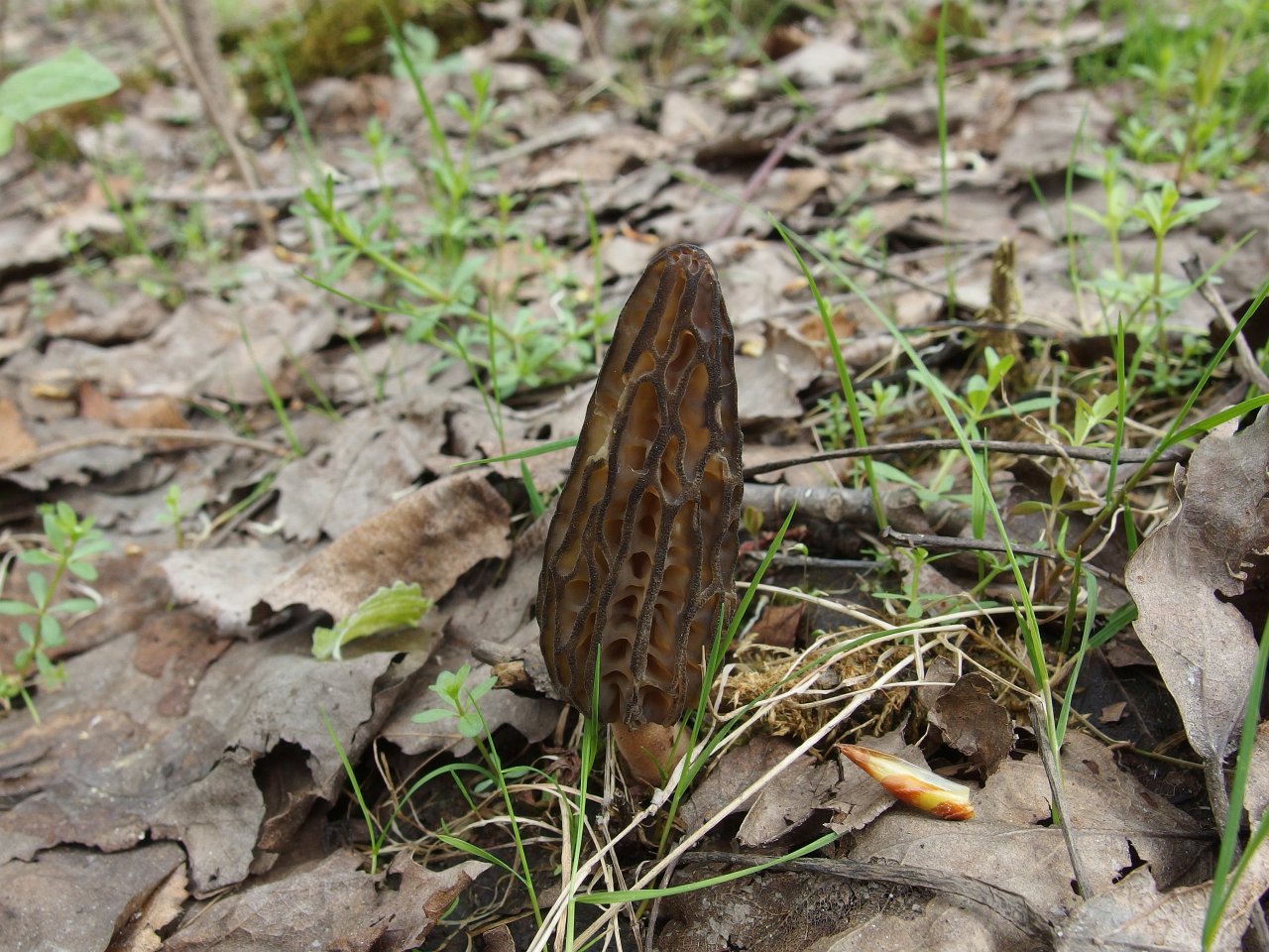 Morchella elata MVK 20180505-02