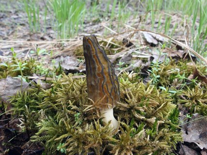 Morchella elata MVK 20180505-03