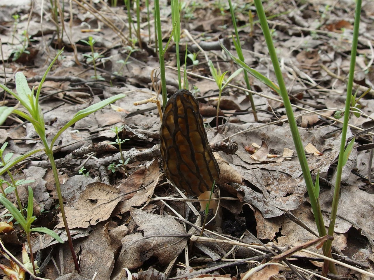 Morchella elata MVK 20180505-04