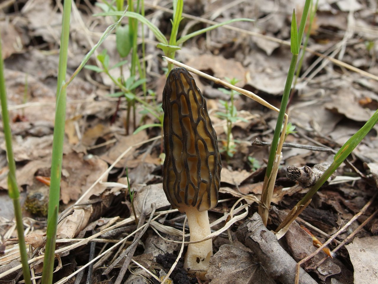 Morchella elata MVK 20180505-05