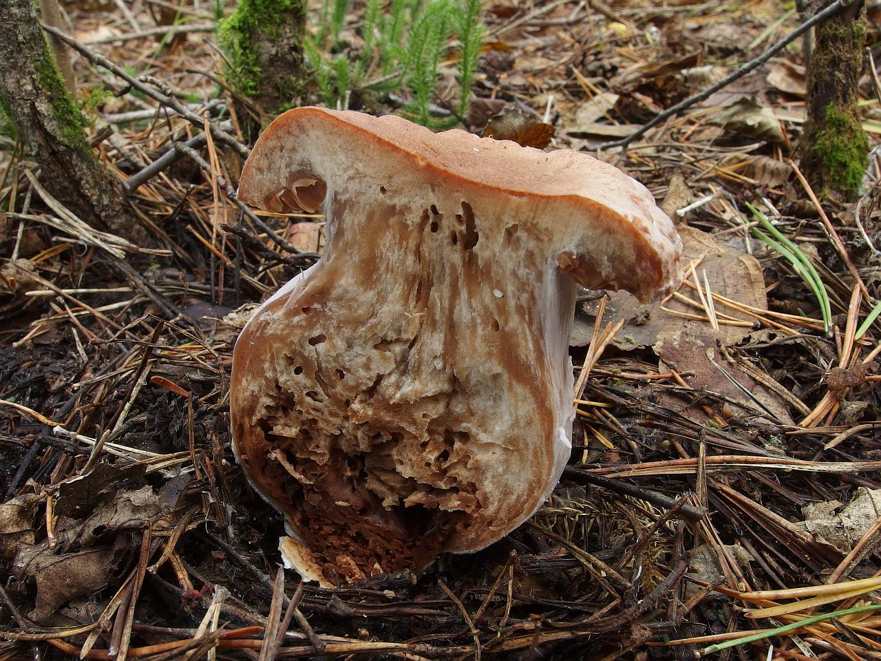 Cortinarius laniger