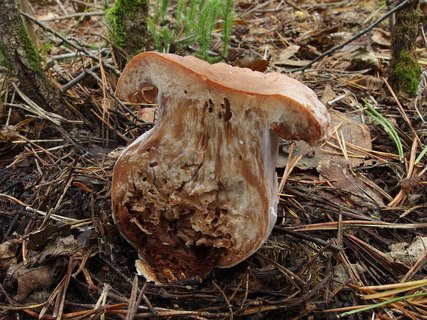 Cortinarius laniger