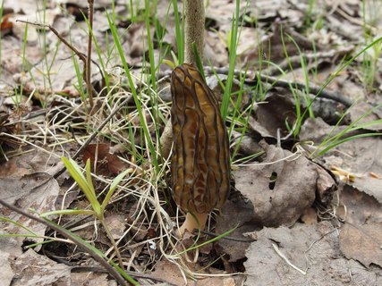 Morchella elata MVK 20180505-06