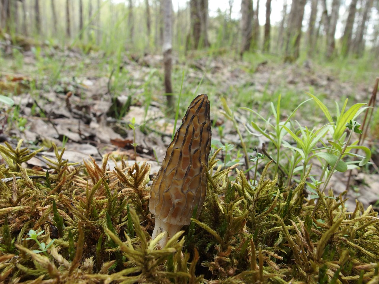 Morchella elata MVK 20180505-09