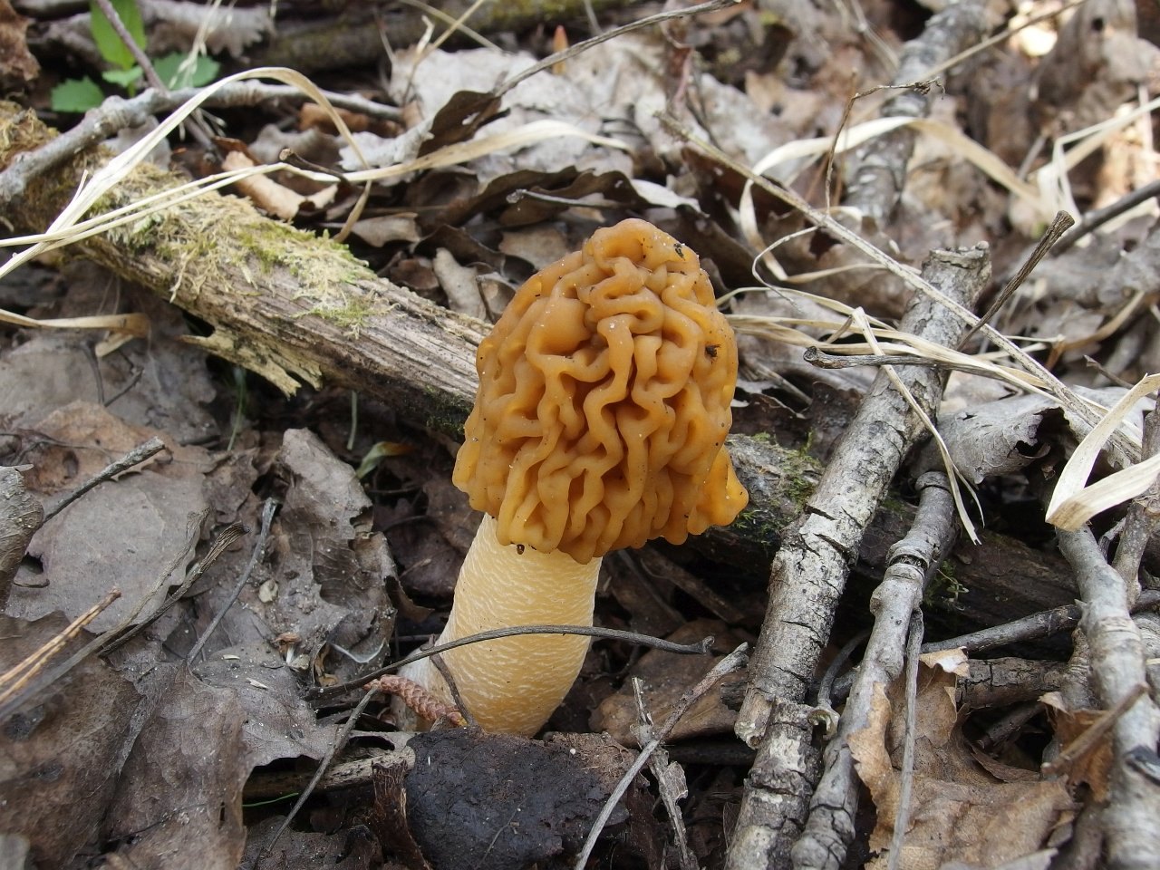 Verpa bohemica