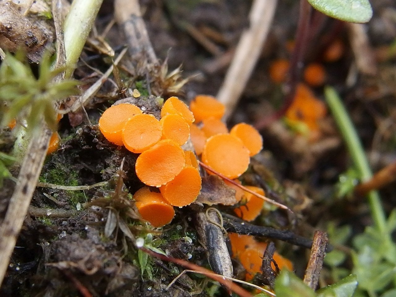 Byssonectria terrestris