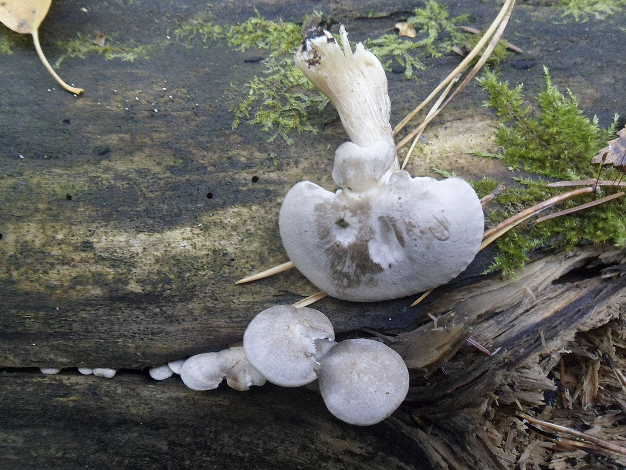 Clitocybe truncicola AMF 20181007-02
