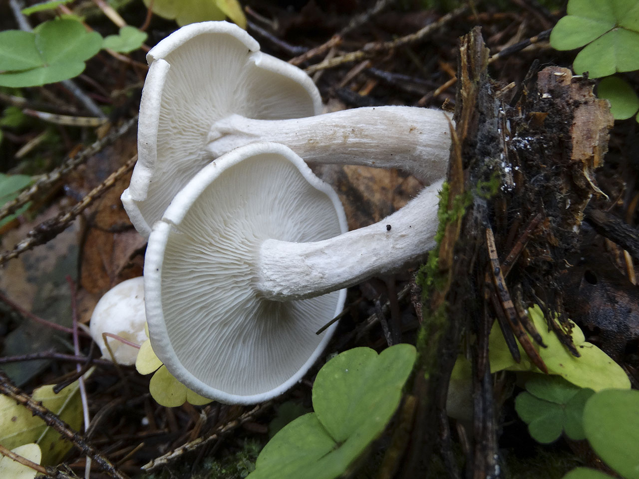 Clitocybe truncicola AMF 20181009-04