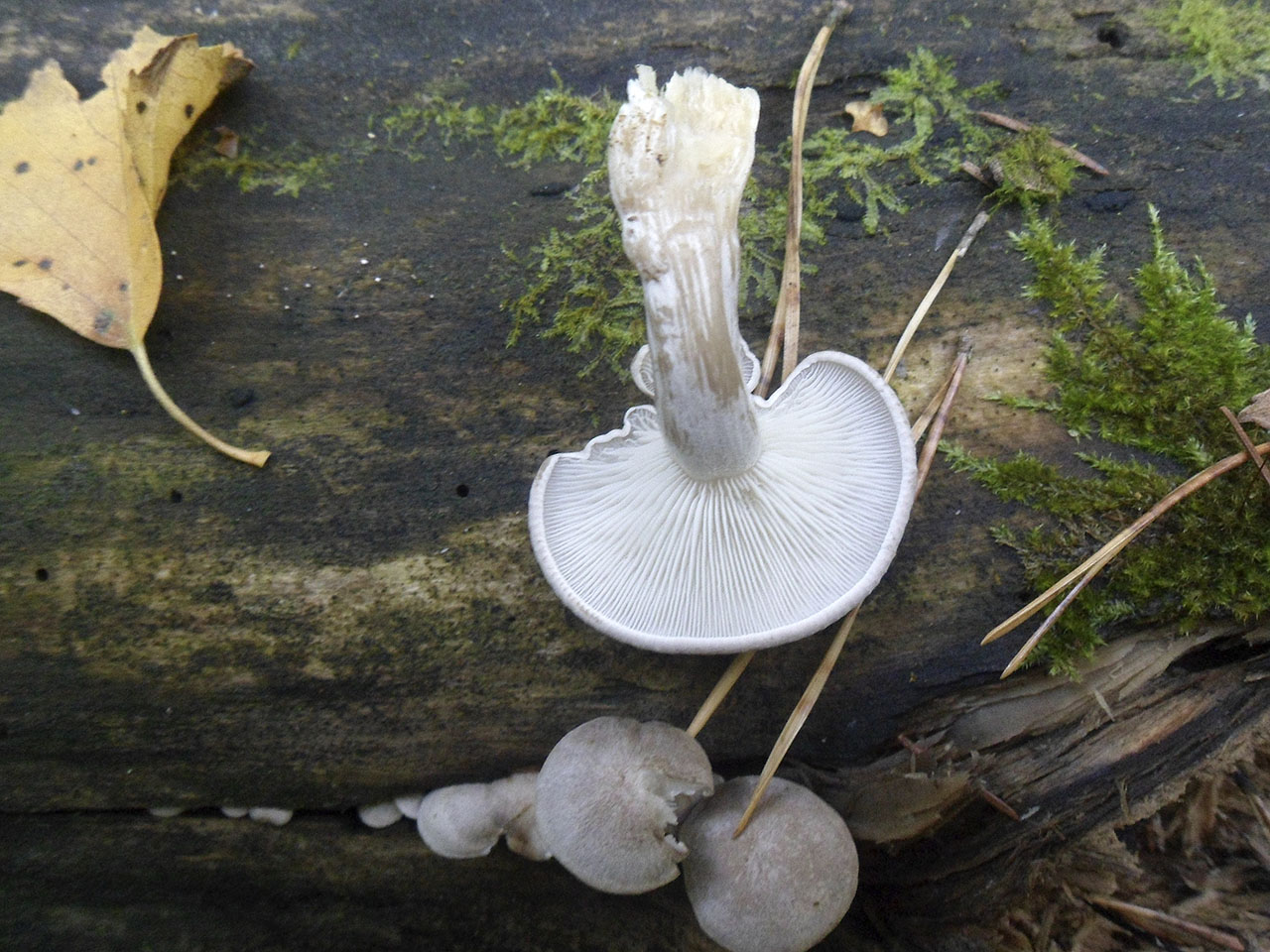 Clitocybe truncicola AMF 20181007-01