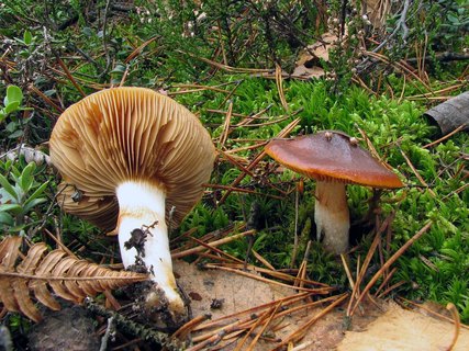 Cortinarius mucosus