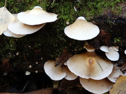 Crepidotus mollis AMF 20181012-03
