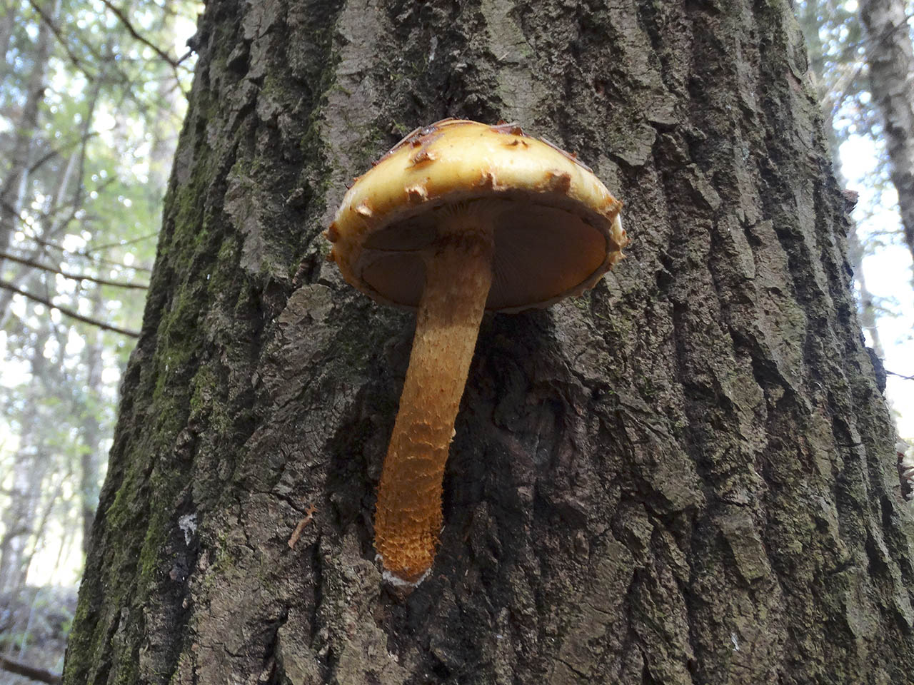 Pholiota aurivella AMF 20180929-02