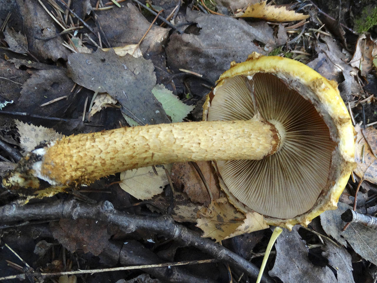 Pholiota aurivella AMF 20180929-03