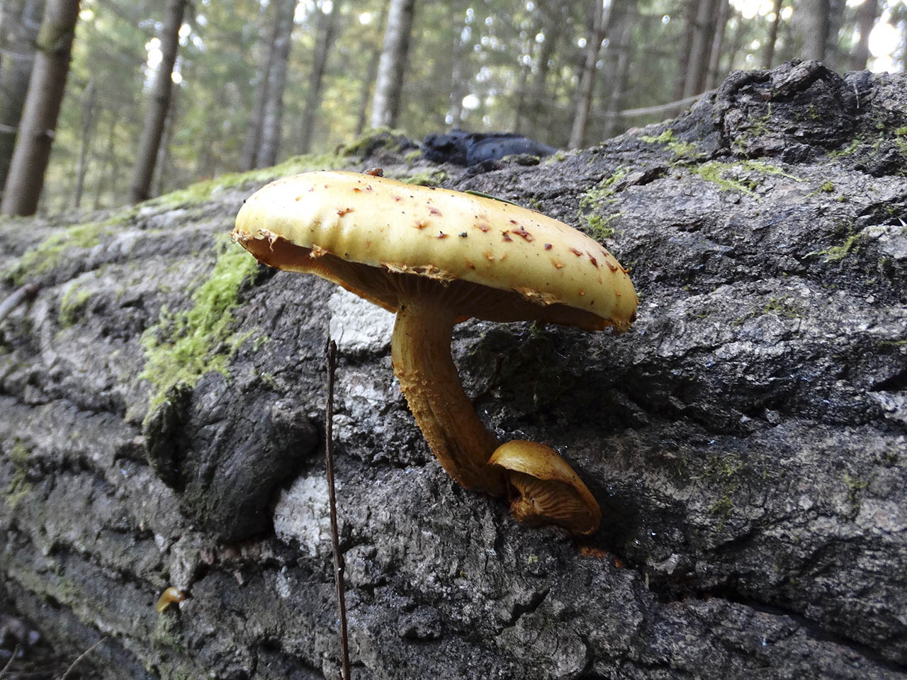 Pholiota aurivella AMF 20181002-07