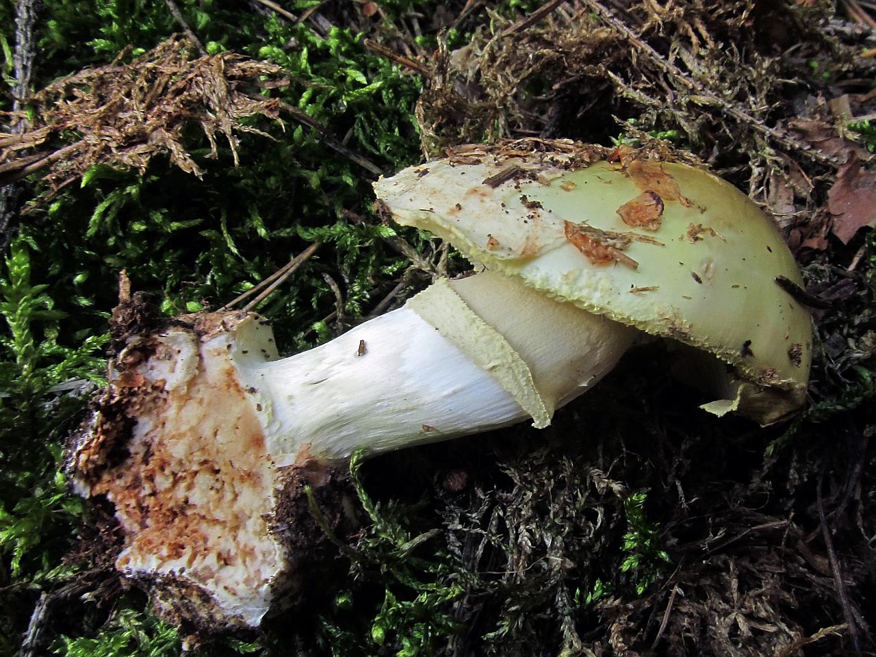 Amanita citrina