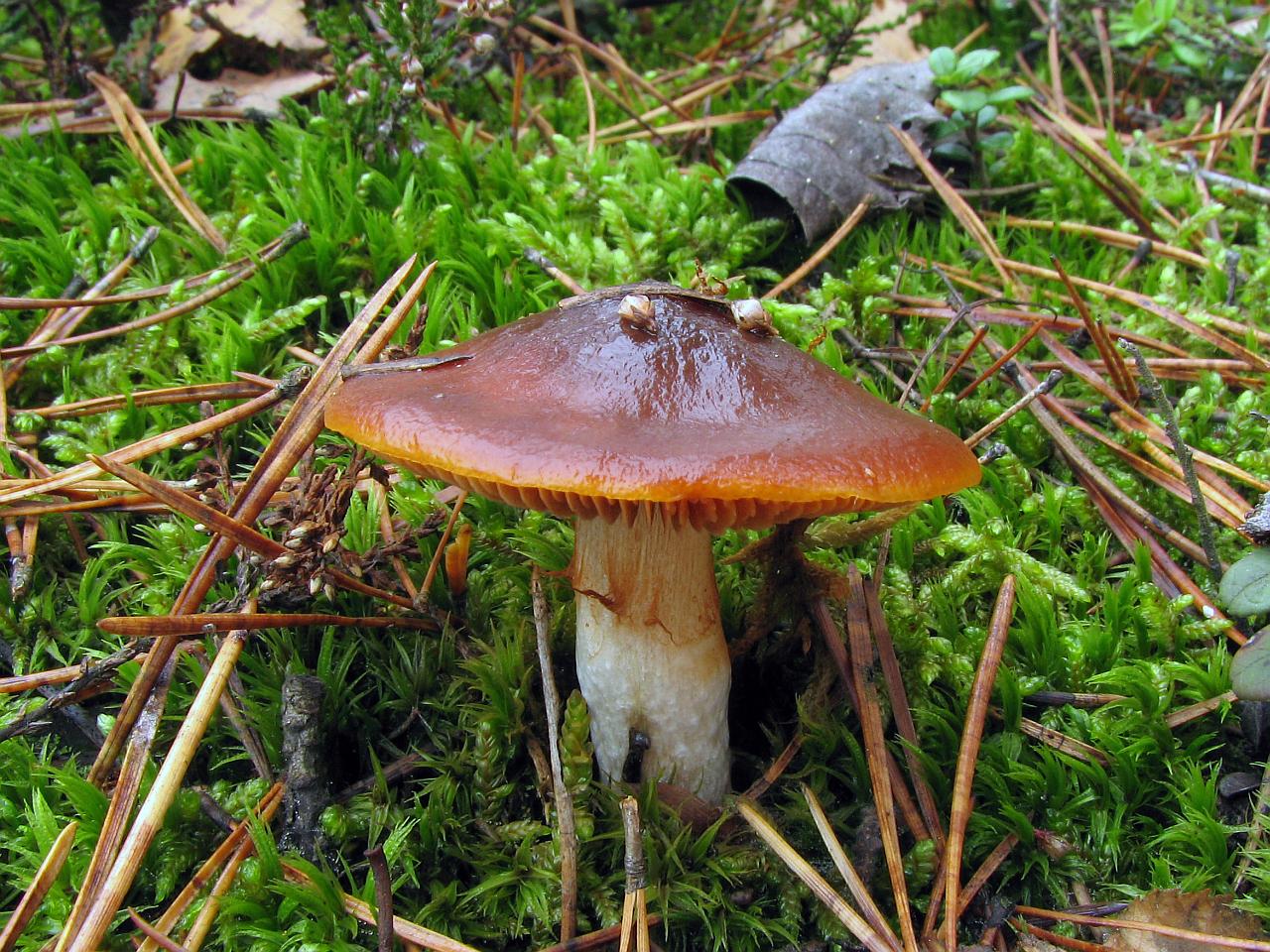 Cortinarius mucosus