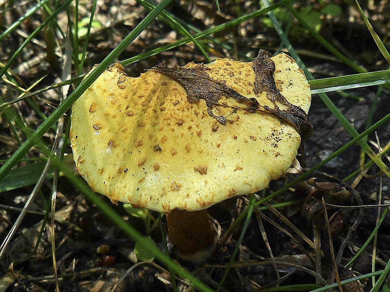 Pholiota aurivella AMF 20170716-09