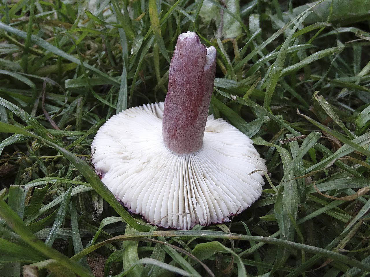 Russula queletii