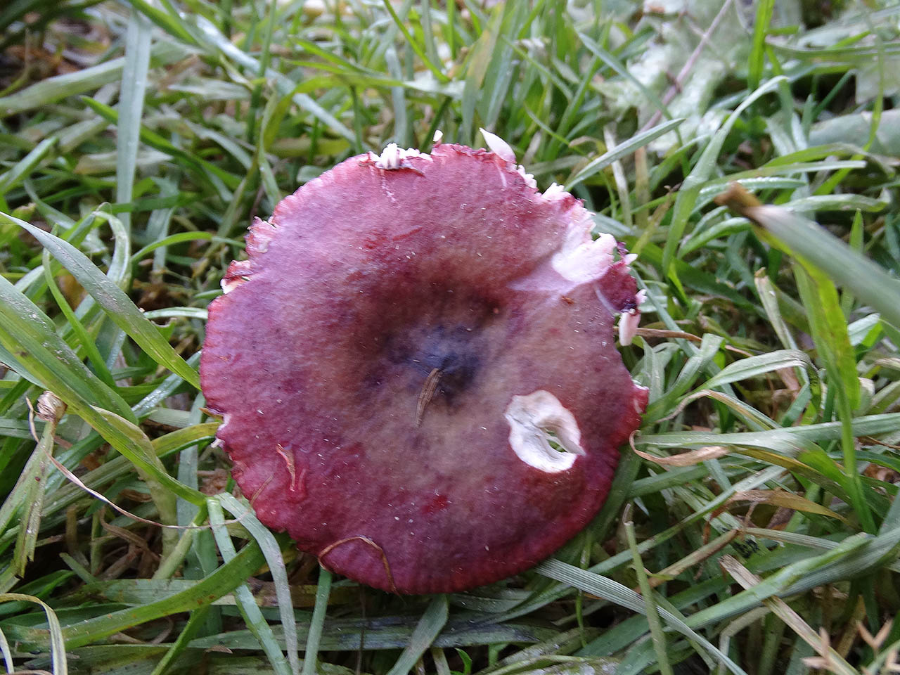 Russula queletii AMF 20181016-03
