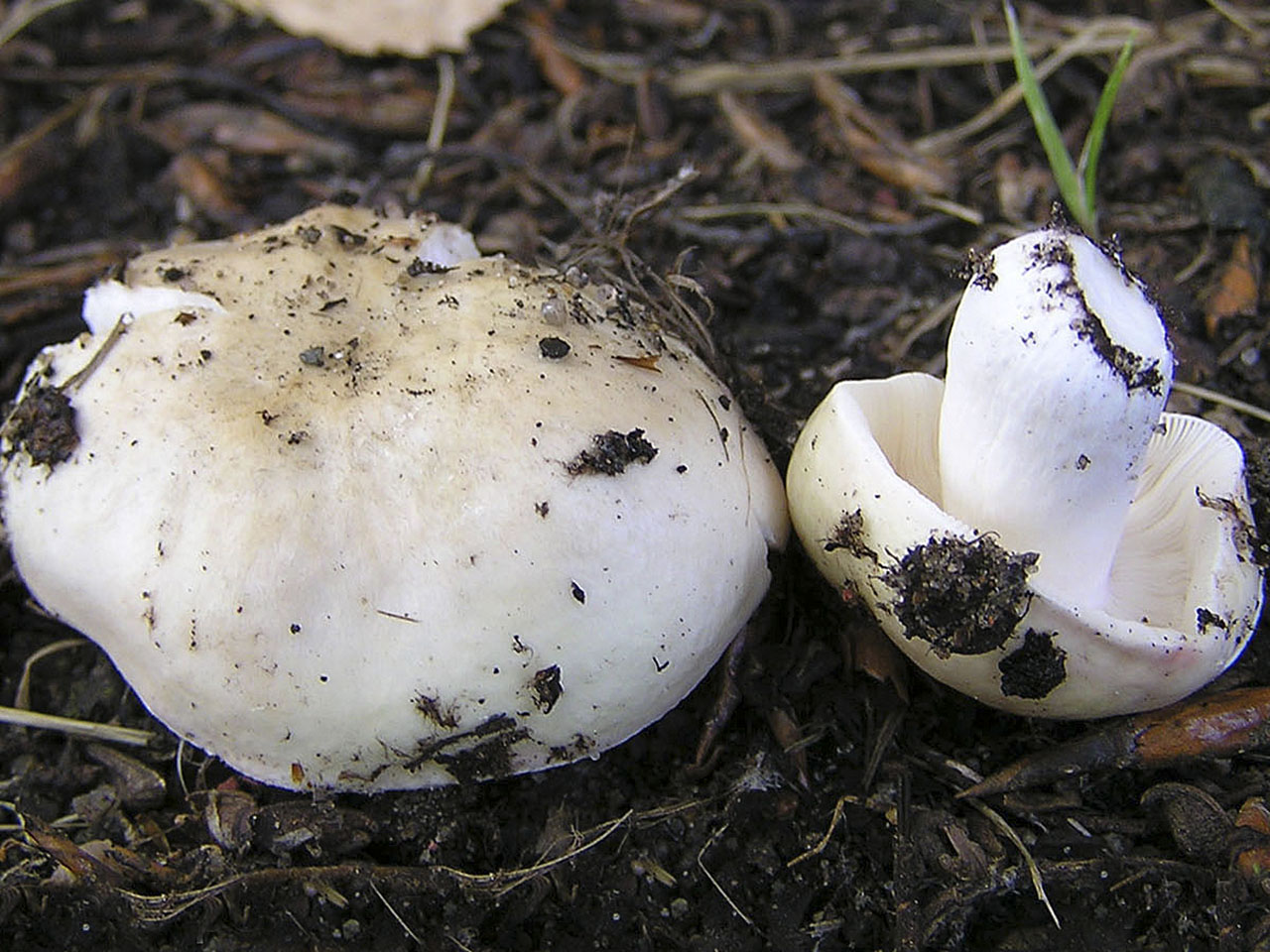 Russula exalbicans AMF 20150718-15