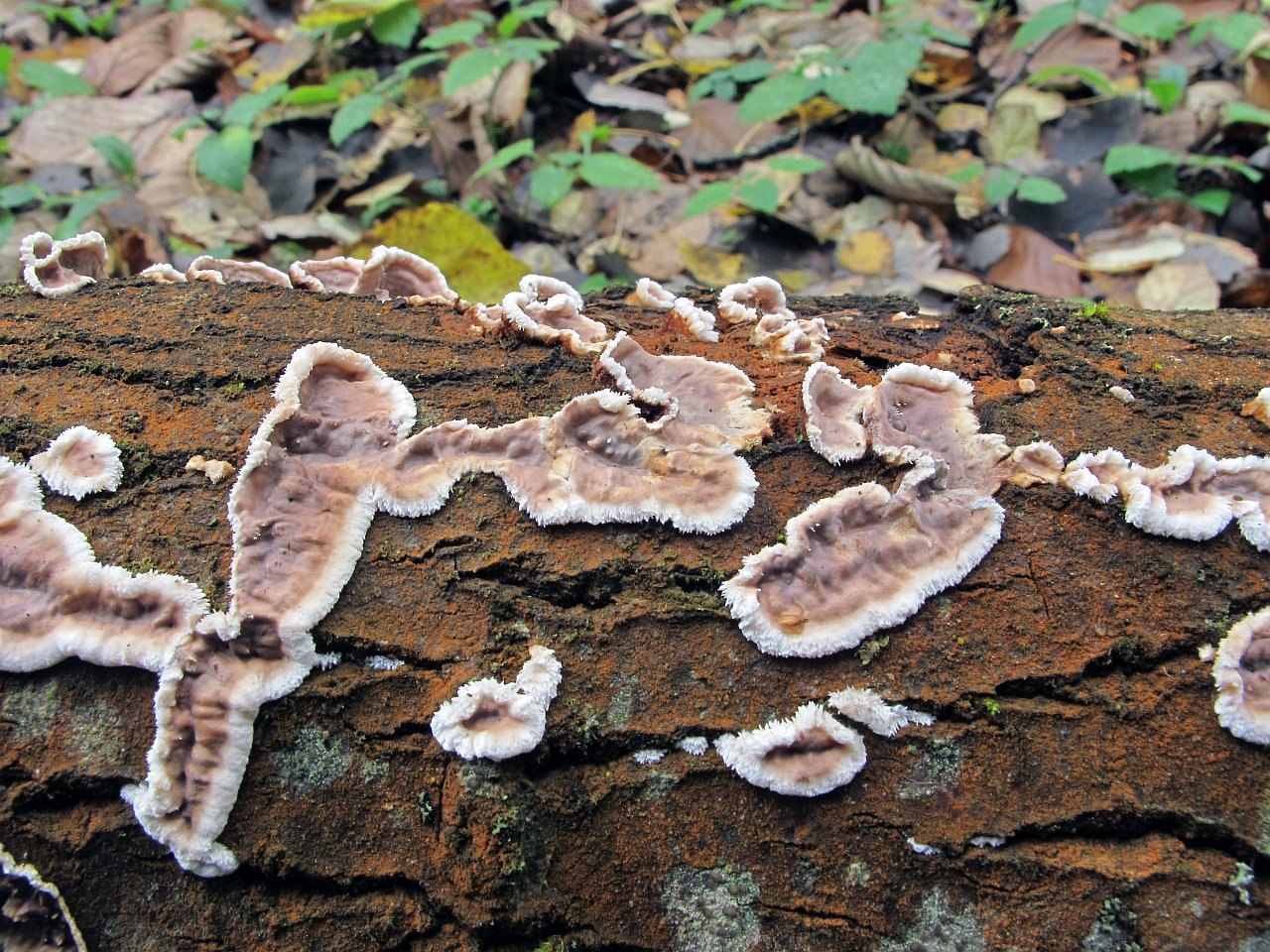 Eichleriella
