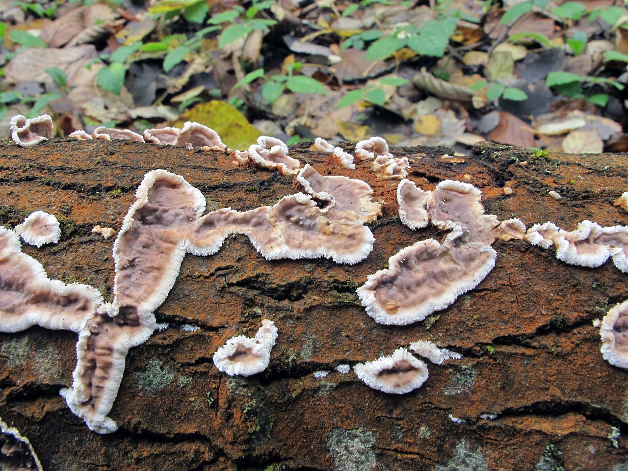 Eichleriella deglubens MVK 20121014-03
