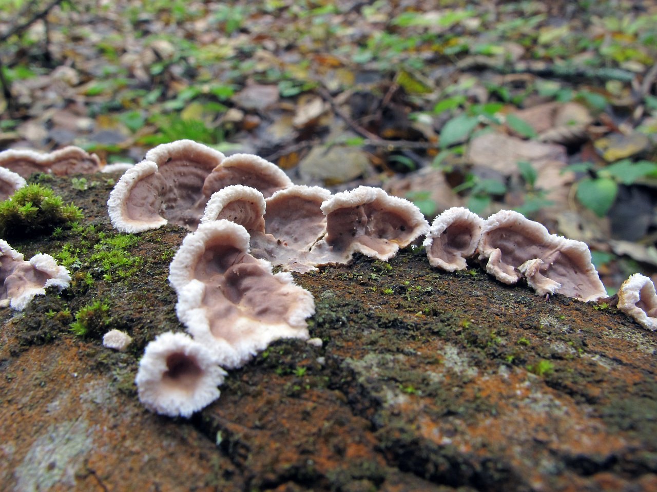 Eichleriella deglubens