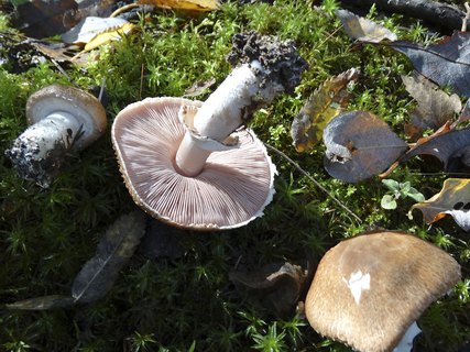 Agaricus silvaticus AMF 20181008-02