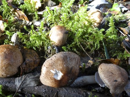 Agaricus silvaticus AMF 20181008-03