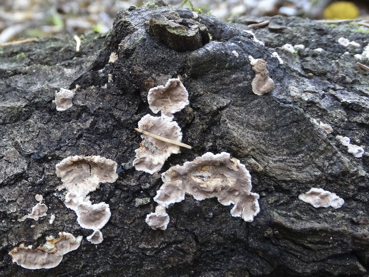 Corticium roseum AMF 20181015-02