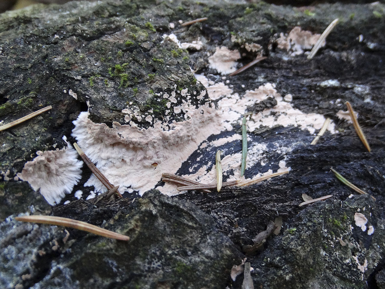 Corticium roseum AMF 20181015-01