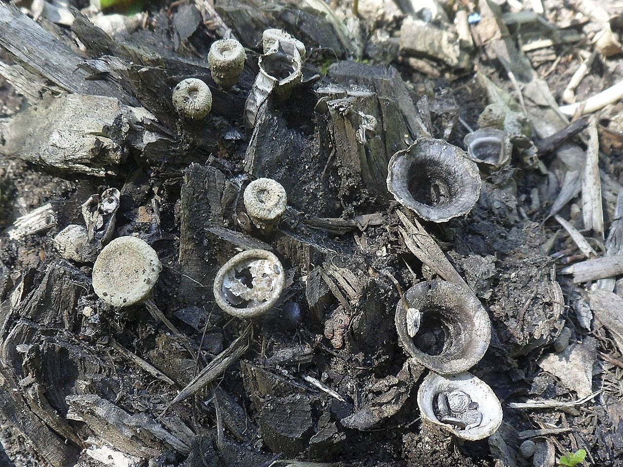 Cyathus stercoreus