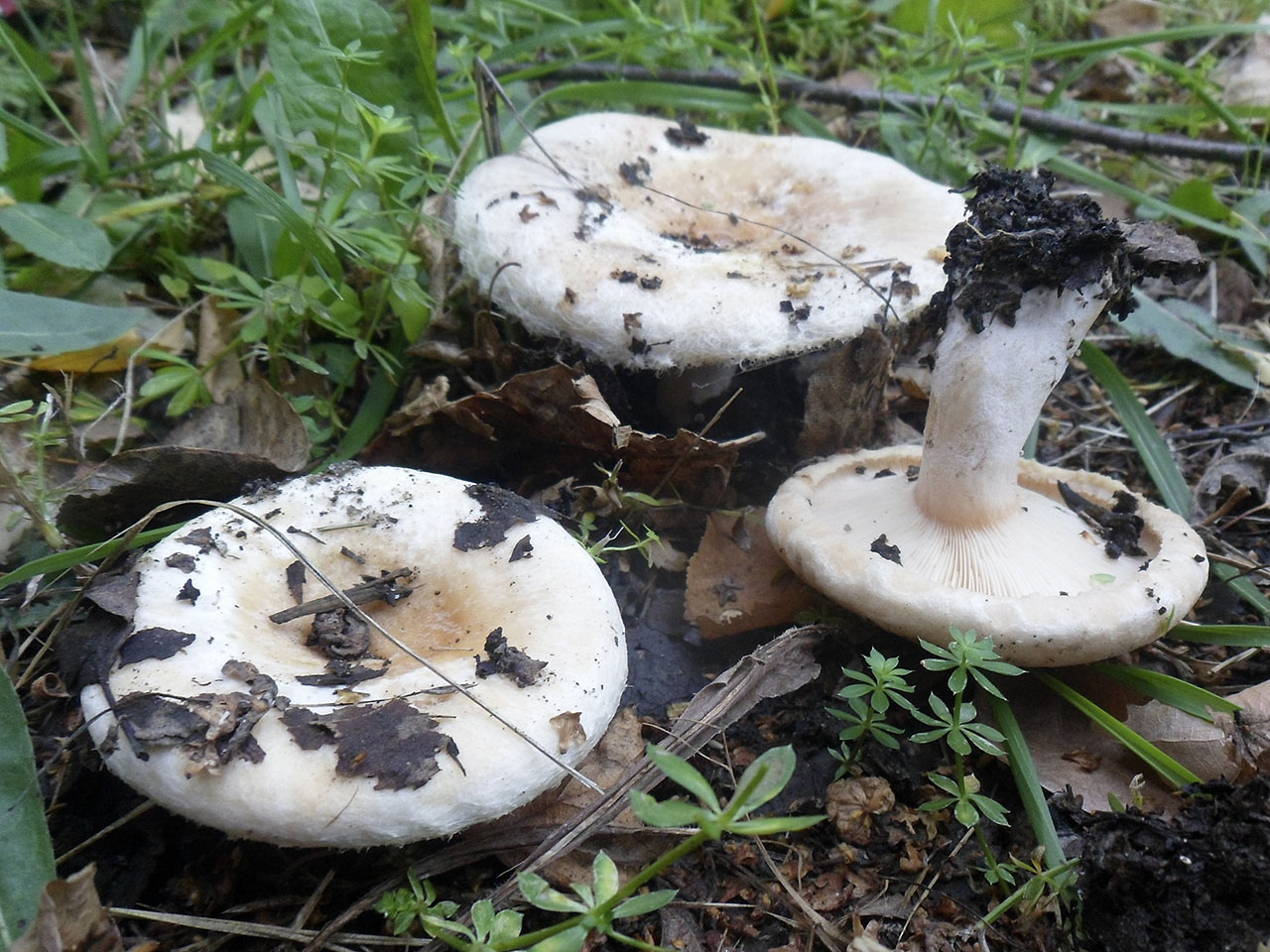 Lactarius pubescens AMF 20180918-03