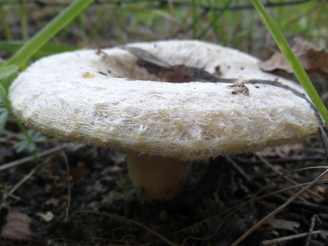 Lactarius pubescens AMF 20140907-04