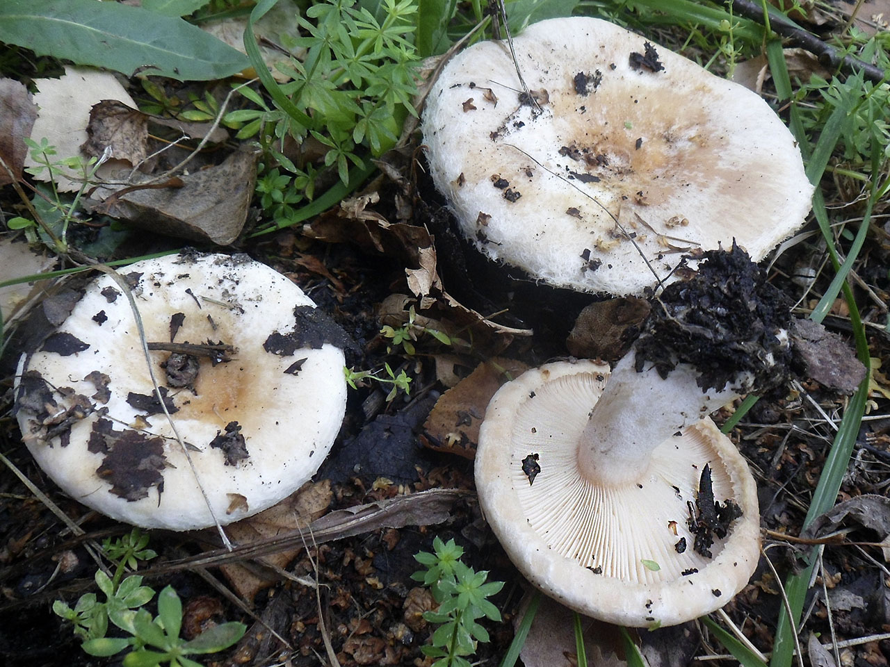 Lactarius pubescens AMF 20180918-01