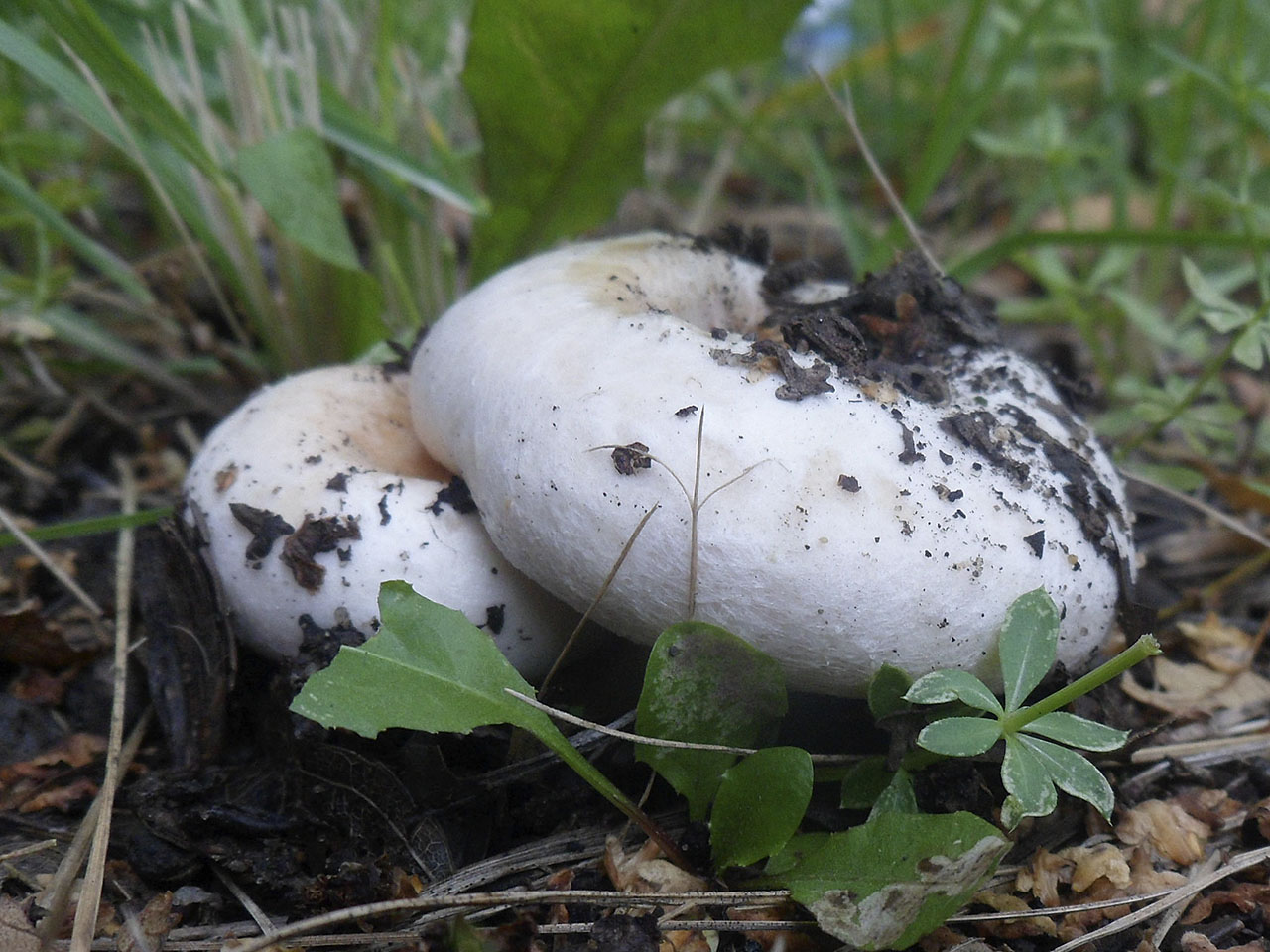 Lactarius pubescens AMF 20180918-02
