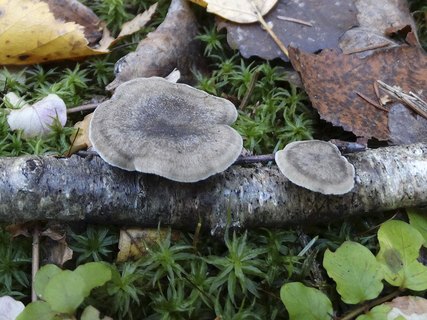 Lentinus brumalis AMF 20181015-01