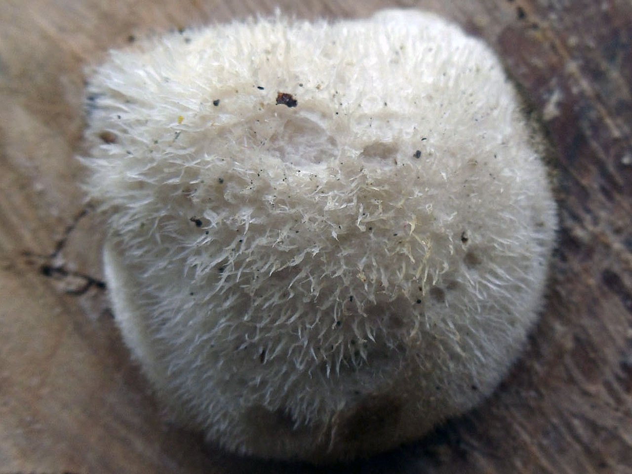 Lignomyces vetlinianus