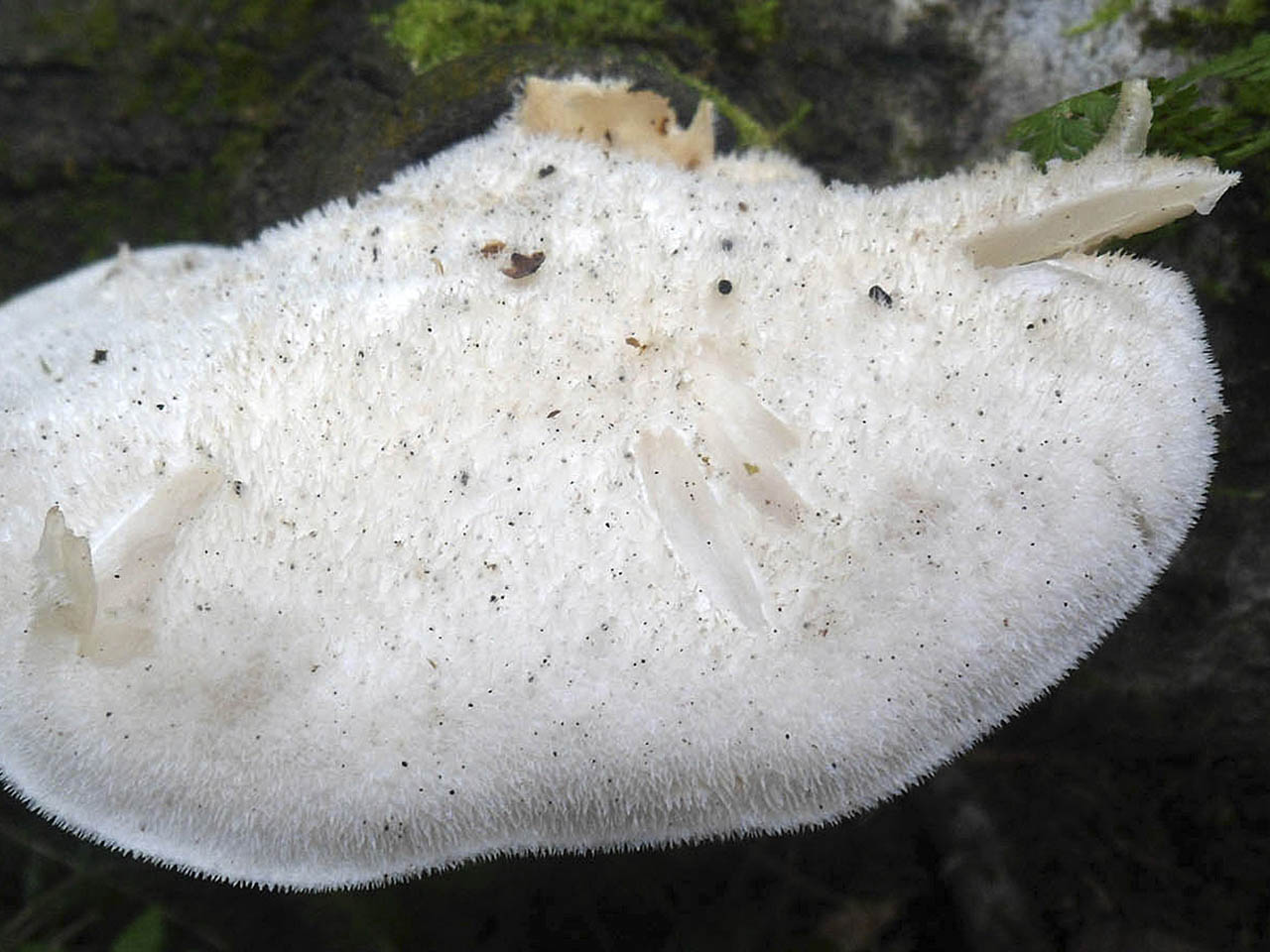 Lignomyces vetlinianus AMF 20160818-08