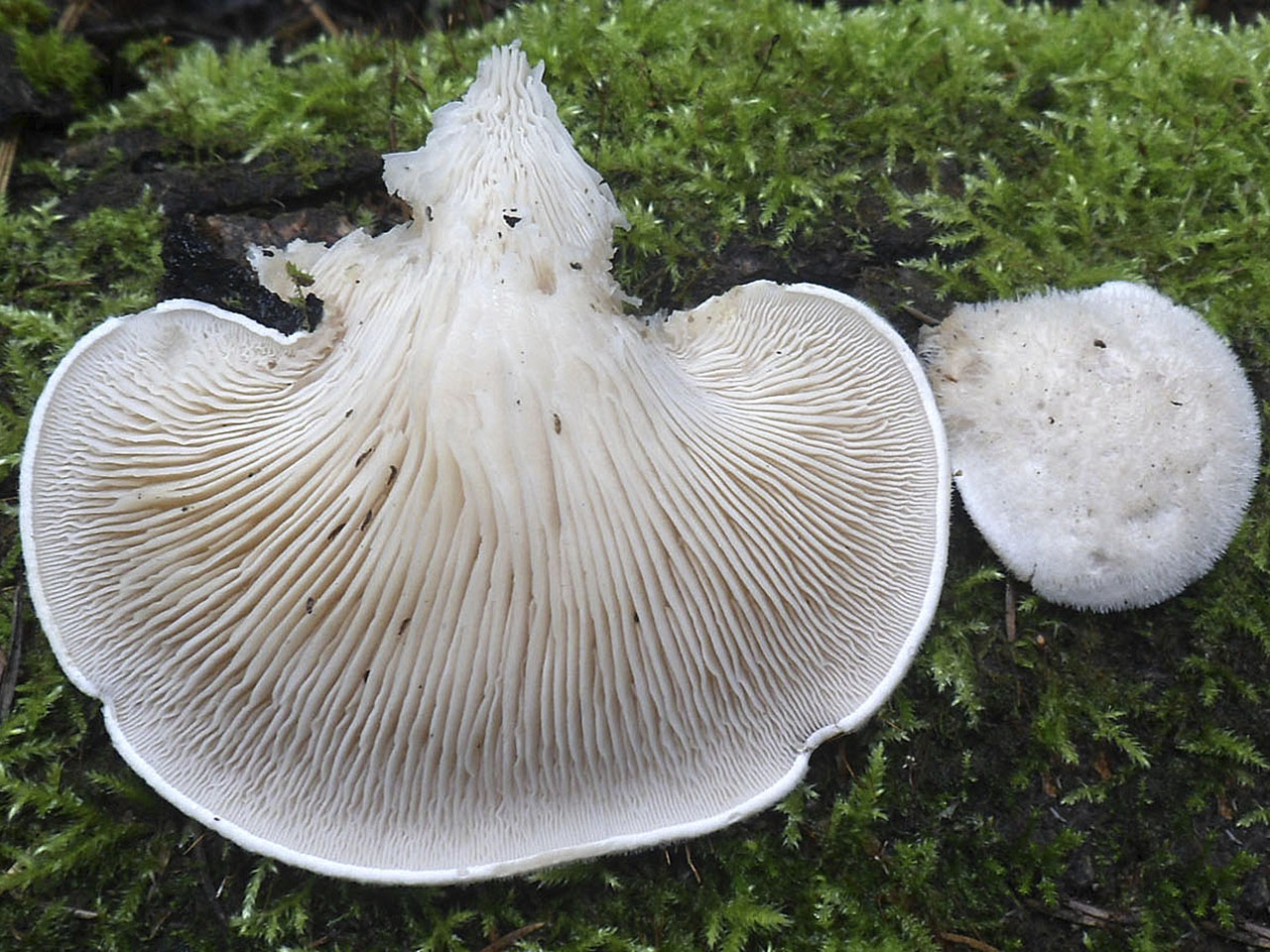 Lignomyces vetlinianus AMF 20160709-03