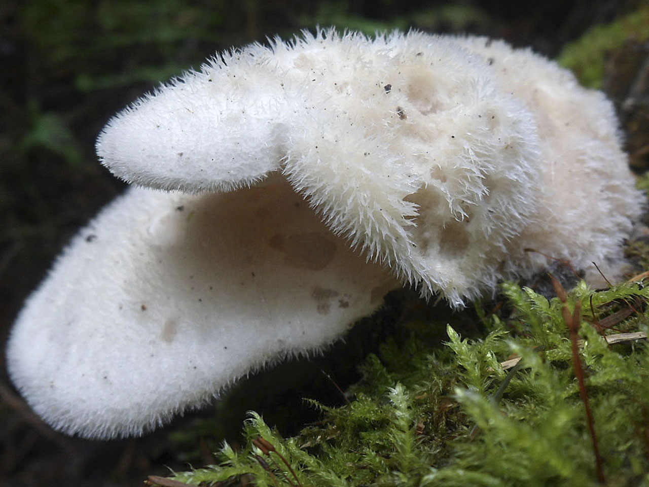 Lignomyces vetlinianus AMF 20160709-04