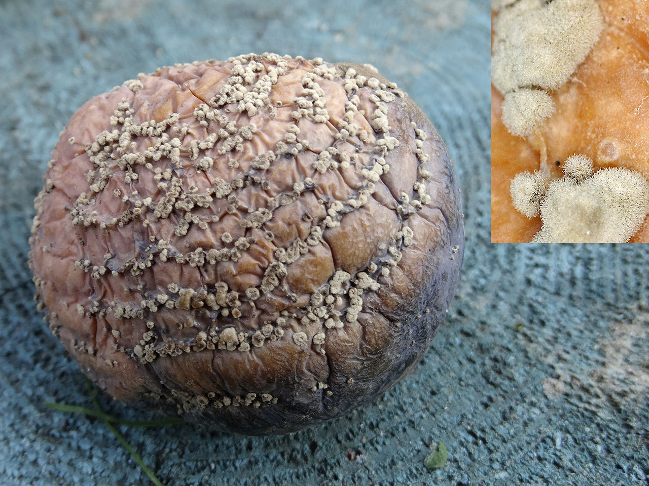 Monilinia fructigena AMF 20180921-04