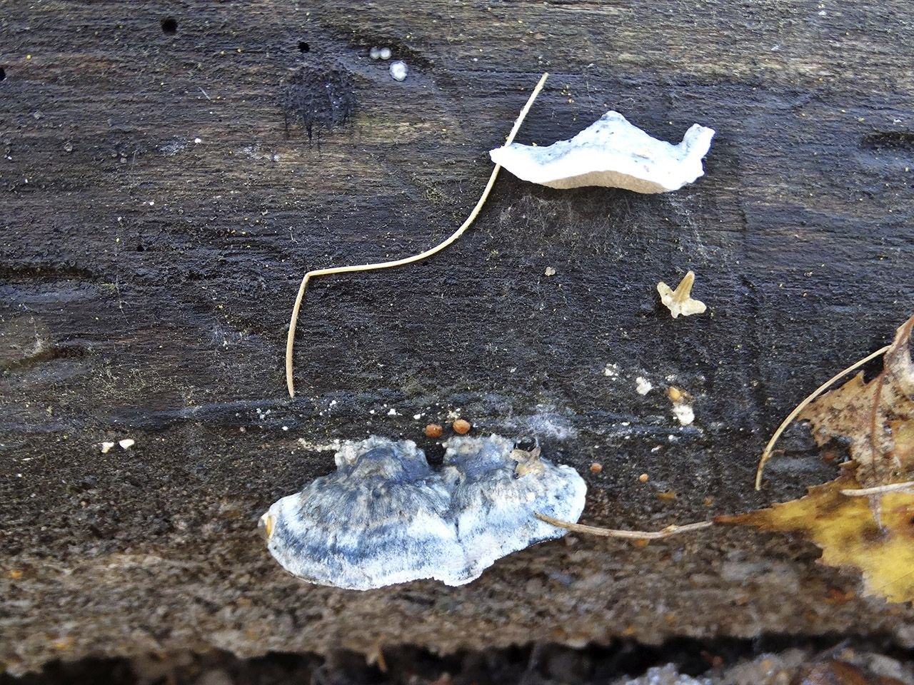 Oligoporus alni