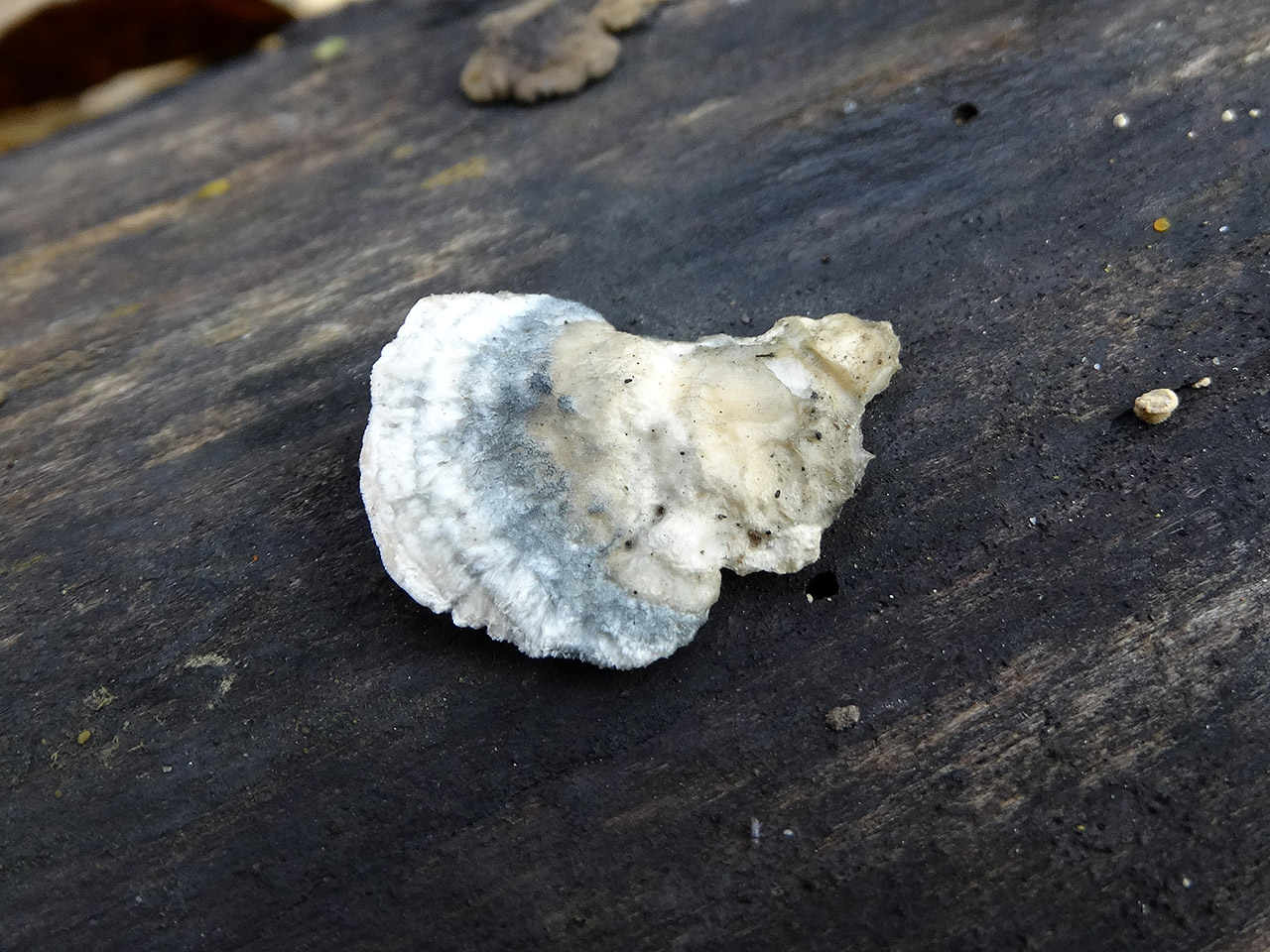 Oligoporus alni AMF 20171017-01