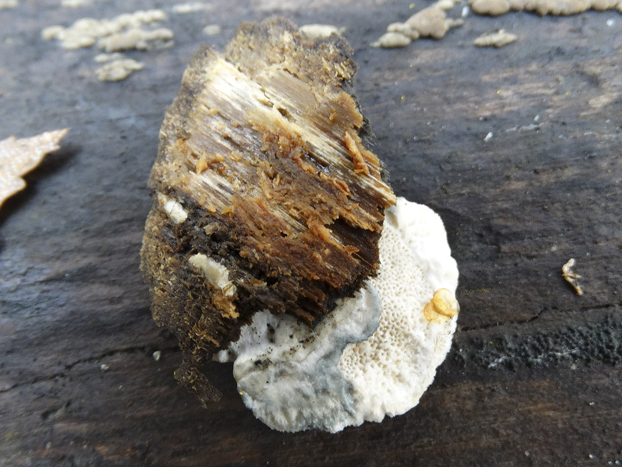 Oligoporus alni AMF 20171017-02
