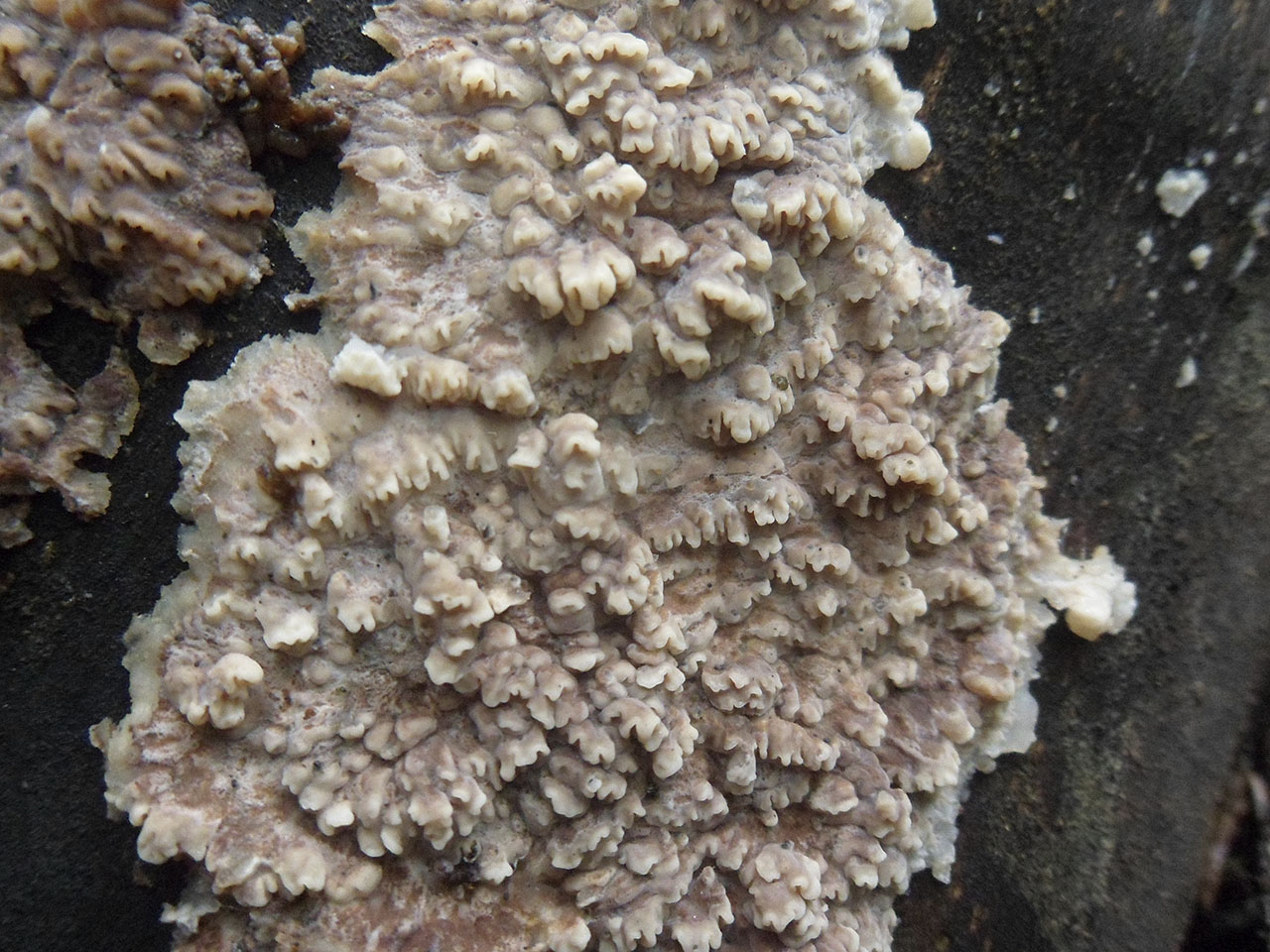 Phlebia rufa AMF 20170907-05